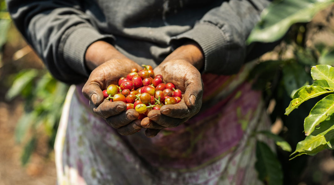 What Does “Sweetness” Mean in Coffee?