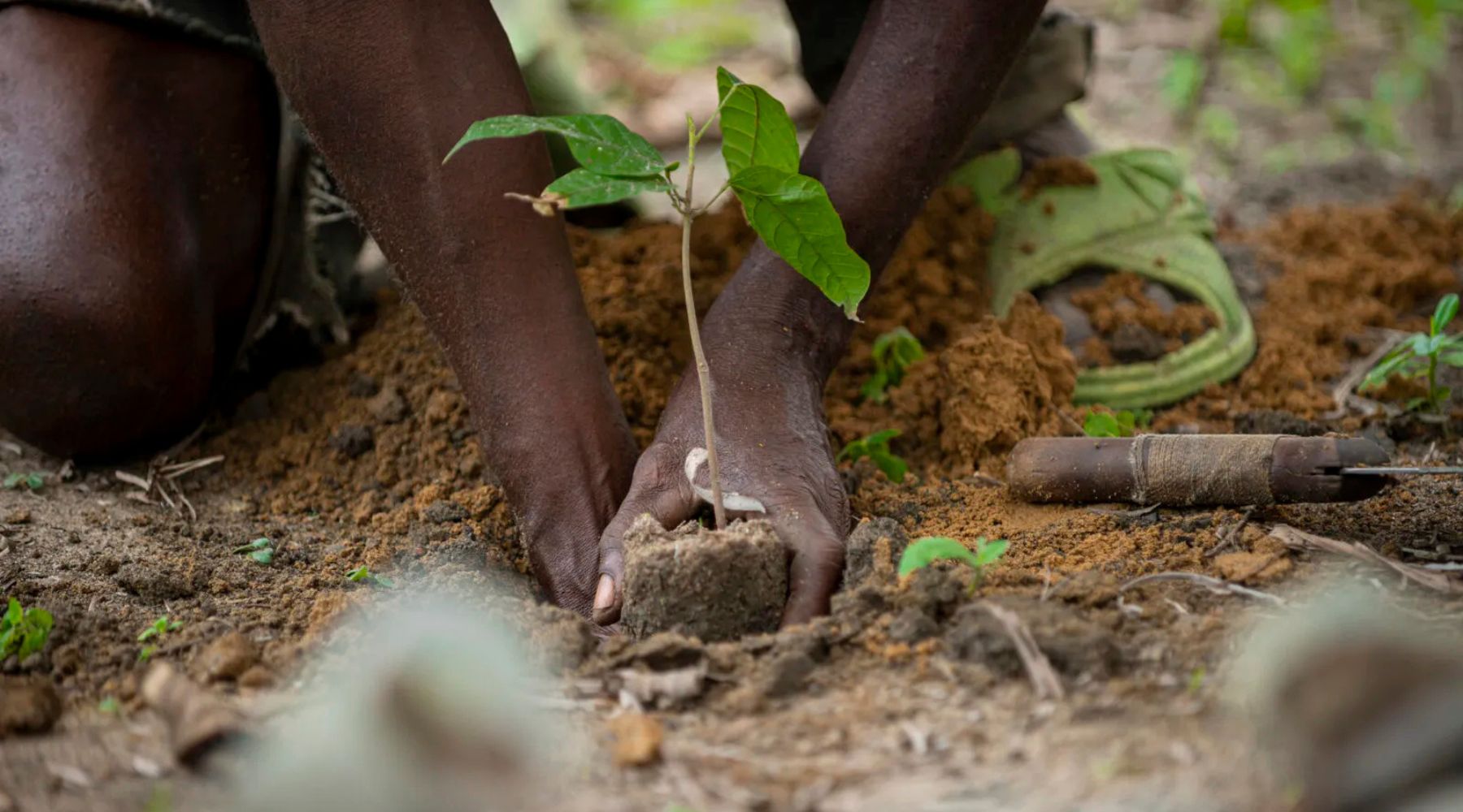 More than a badge: What our Rainforest Alliance Certification means