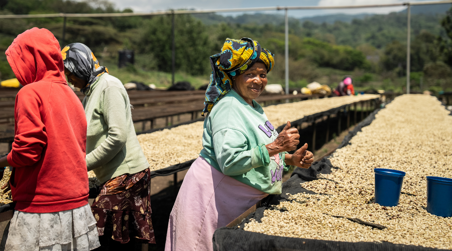 Understanding Coffee Processing